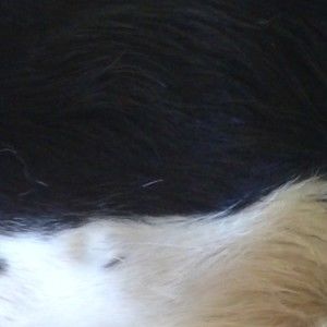 Meet your Posher, Aspen